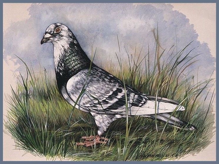 Een in opdracht geschilderd portret van een prijsduif, aquarel en dekverf op papier prijsduif